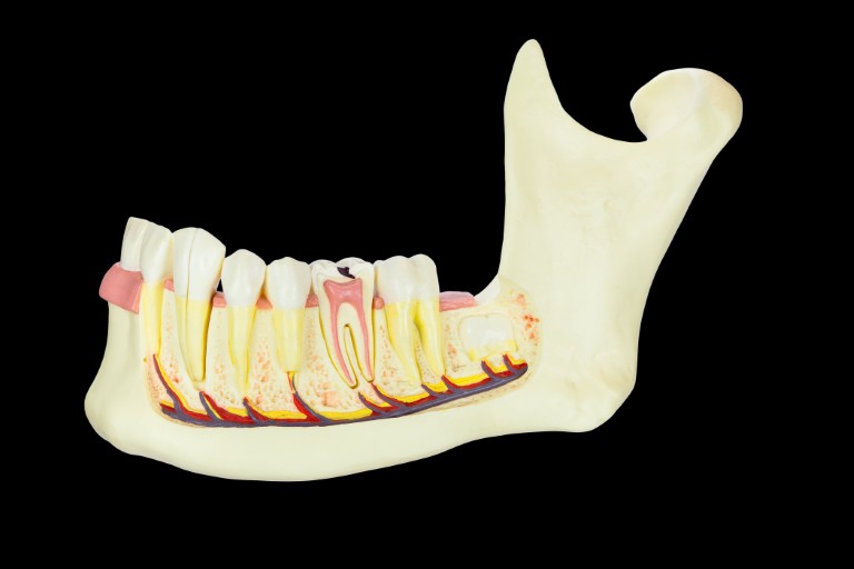 Anatomy of the Jawbone